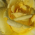 Yellow - Park rose - Apache